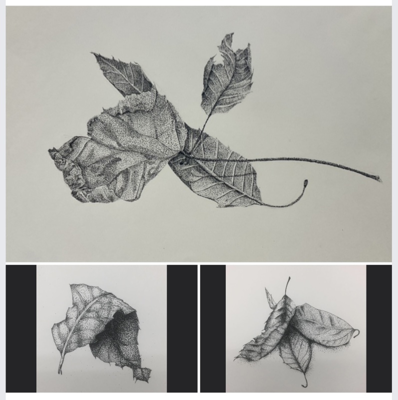 「ペンとインクで枯葉を描こう」高校1年美術